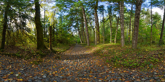 Federation Forest State Park, Washington State, USA