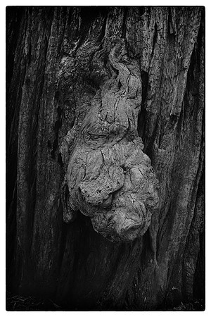 Jedediah Smith Redwoods State Park, California
