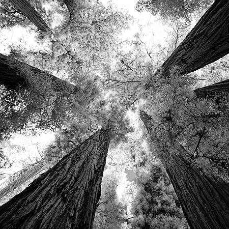 Jedediah Smith Redwoods State Park, California