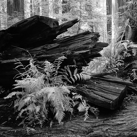 Jedediah Smith Redwoods State Park, California