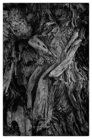 Jedediah Smith Redwoods State Park, California
