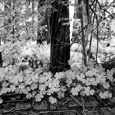 Jedediah Smith Redwoods State Park, California