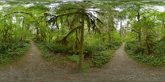 Rockport State Park, Washington State, USA