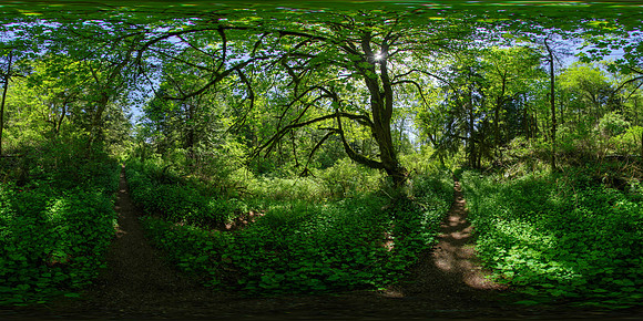 Squak Mountain State Park, Washington State, USA