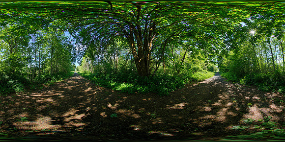 Willapa Hills State Park Trail, Washington State, USA